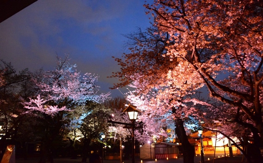 靖國神社境内での夜桜観覧にご招待