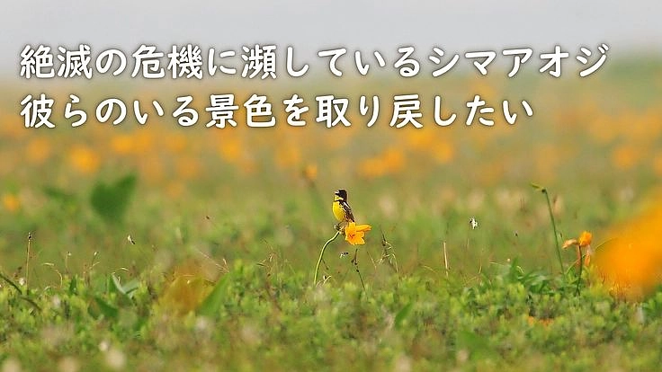 絶滅の危機に瀕しているシマアオジ 彼らのいる景色を取り戻したい