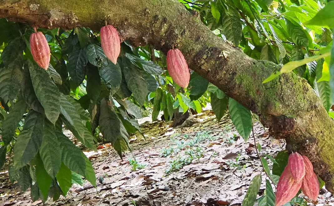 お礼メッセージ＋旅の1コマ写真（データ）