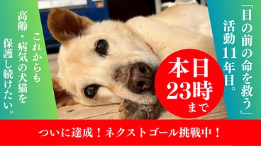 救う命を選ばない。どんな犬猫も保護し続け福岡の里親さんを増やしたい のトップ画像