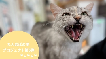 多頭飼育崩壊をなくしたい！猫たちの初期医療と医療機器拡充にご支援を のトップ画像