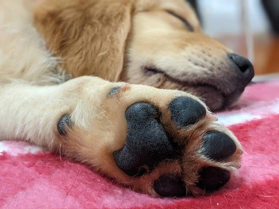 11月24日(月祝)【 JSDA本部説明会＆犬とのふれあい会】開催のお知らせ