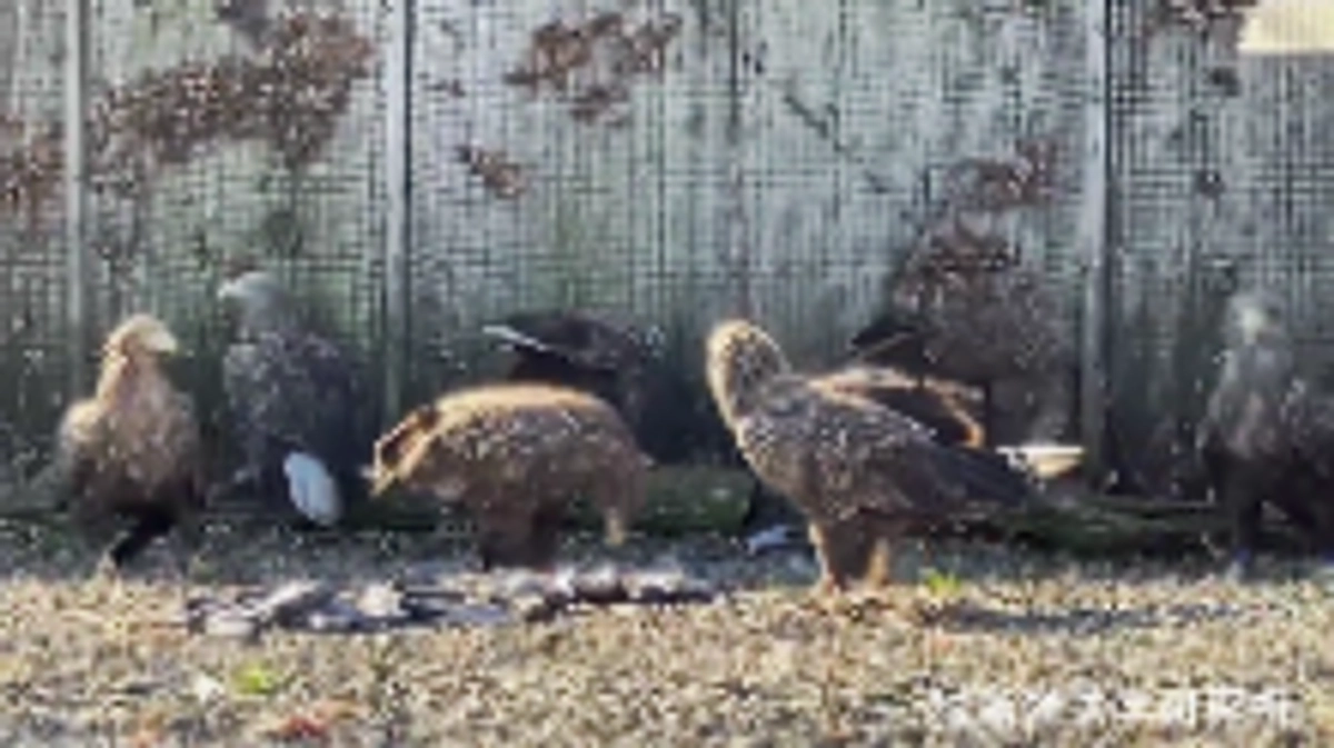 大食漢たちの食事