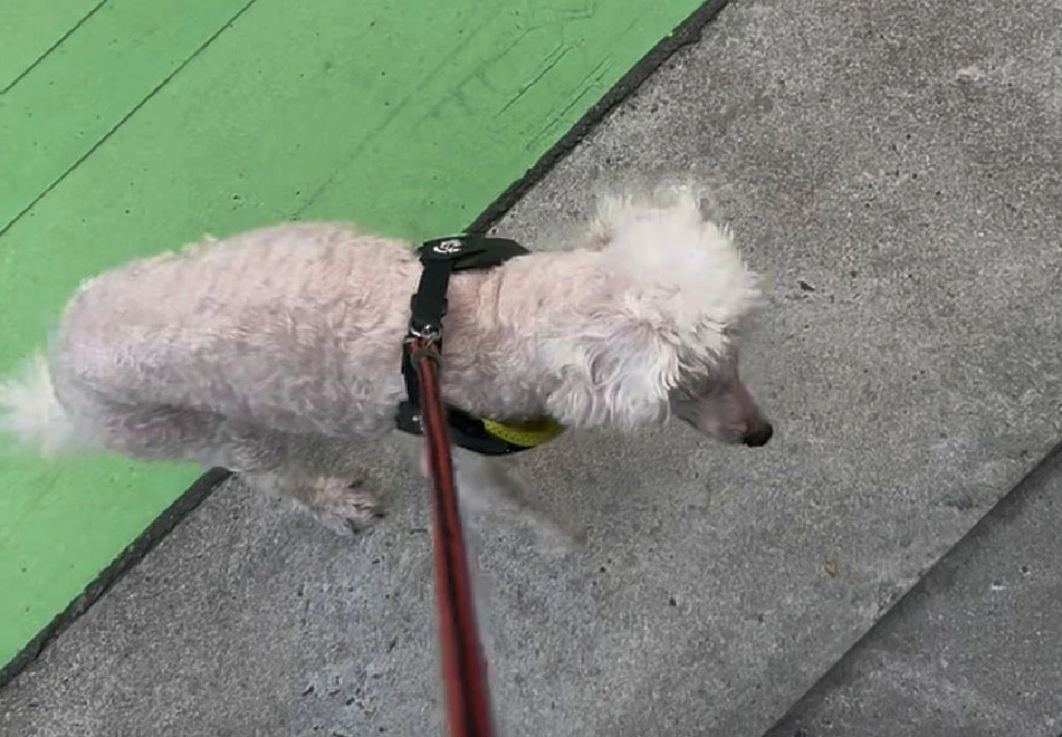 「15歳の高齢犬」　里親探しを手伝って友人に引き取ってもらいました