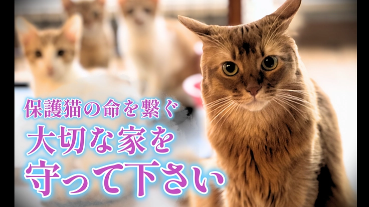 小さくても同じ命!保護猫の出会いを繋ぐ場所を守って下さい