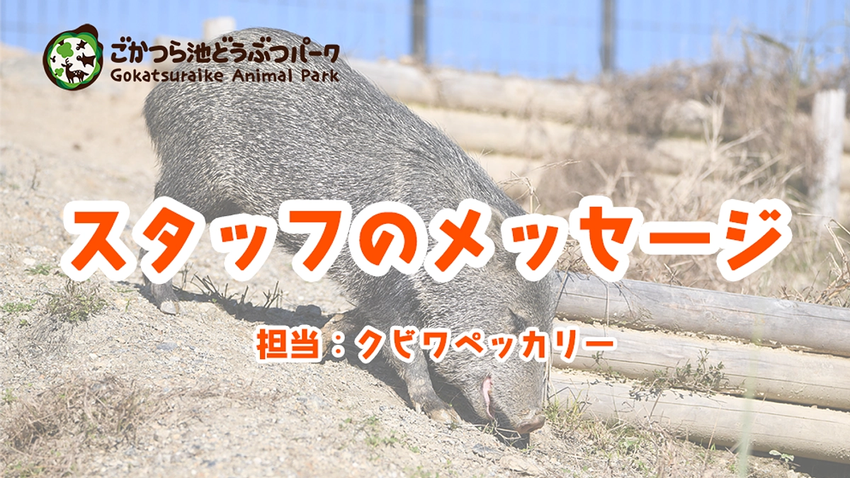 スタッフのメッセージ　クビワペッカリー担当飼育員
