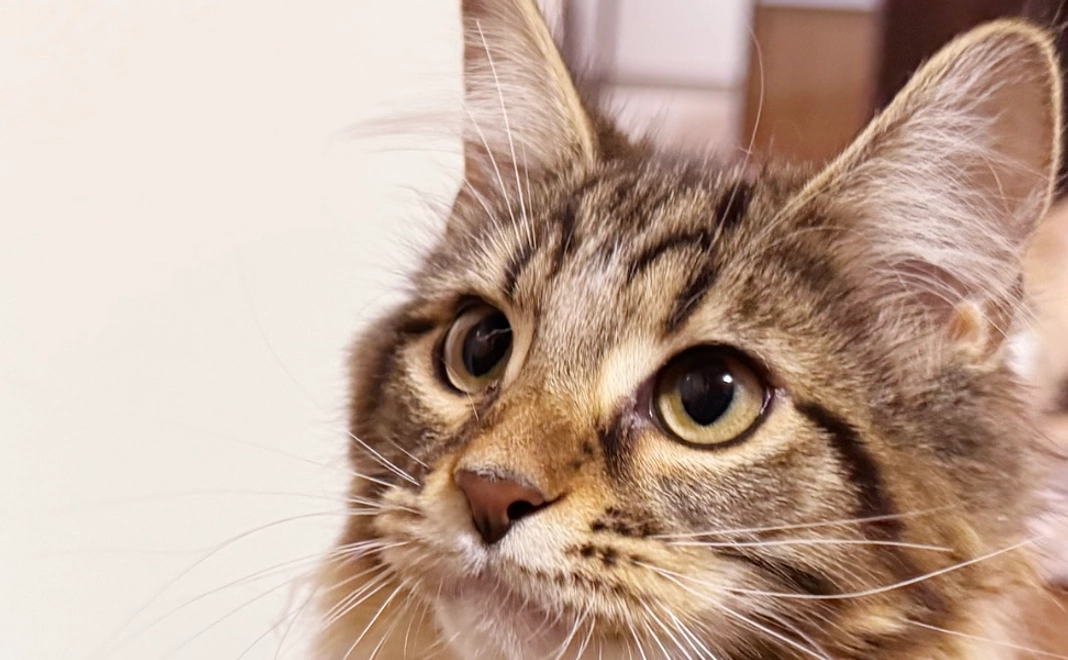 感謝のメールと保護動物ハガキ