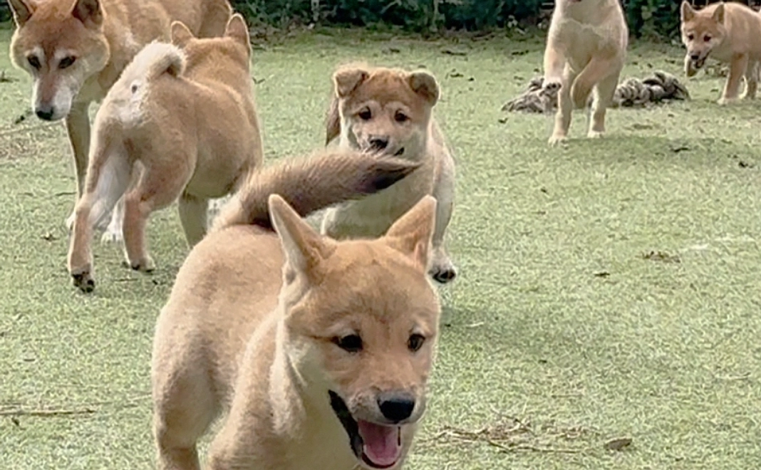 感謝のメールと保護動物の簡易Thanks冊子（手作り）