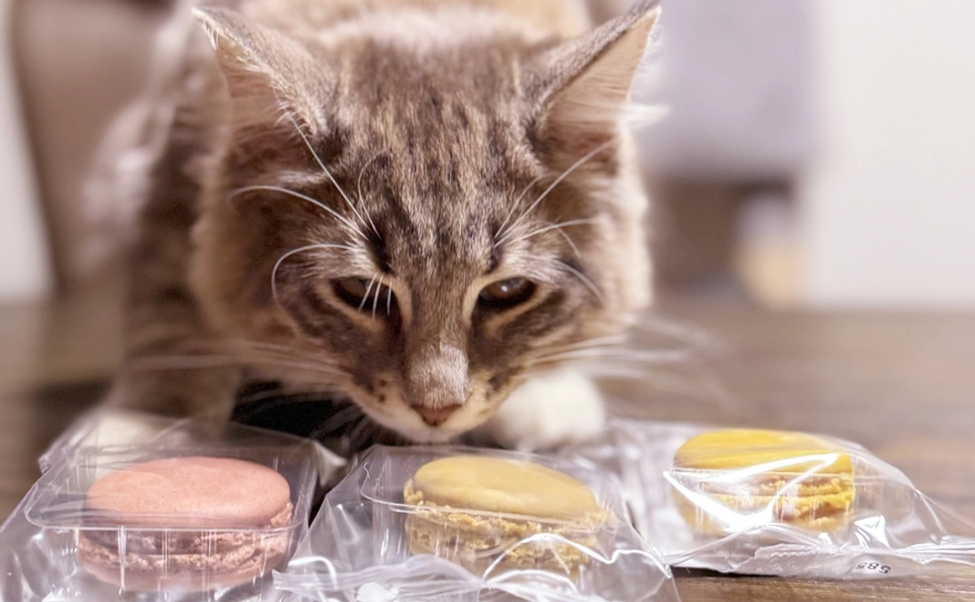 感謝のメールと保護動物のアップグレードThanks冊子（手作り）