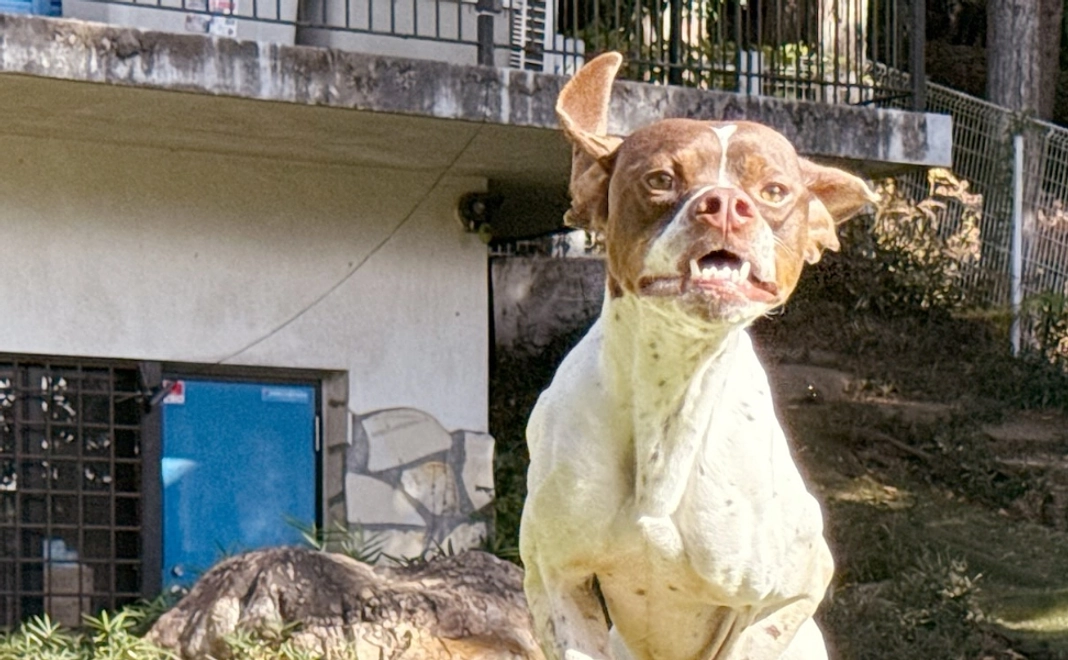 感謝のメールと保護動物のアップグレードThanks冊子（手作り）、保護活動家シール（手作り）