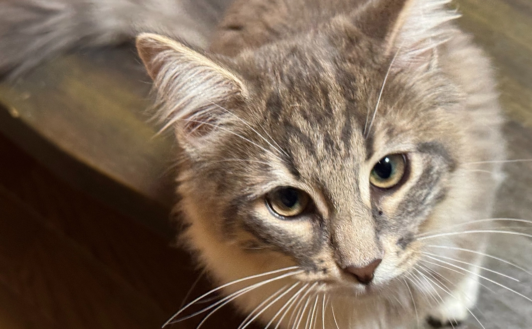 感謝のメールと保護動物のアップグレードThanks冊子（手作り）、保護活動家シール（手作り）、保護動物の受け入れ方冊子