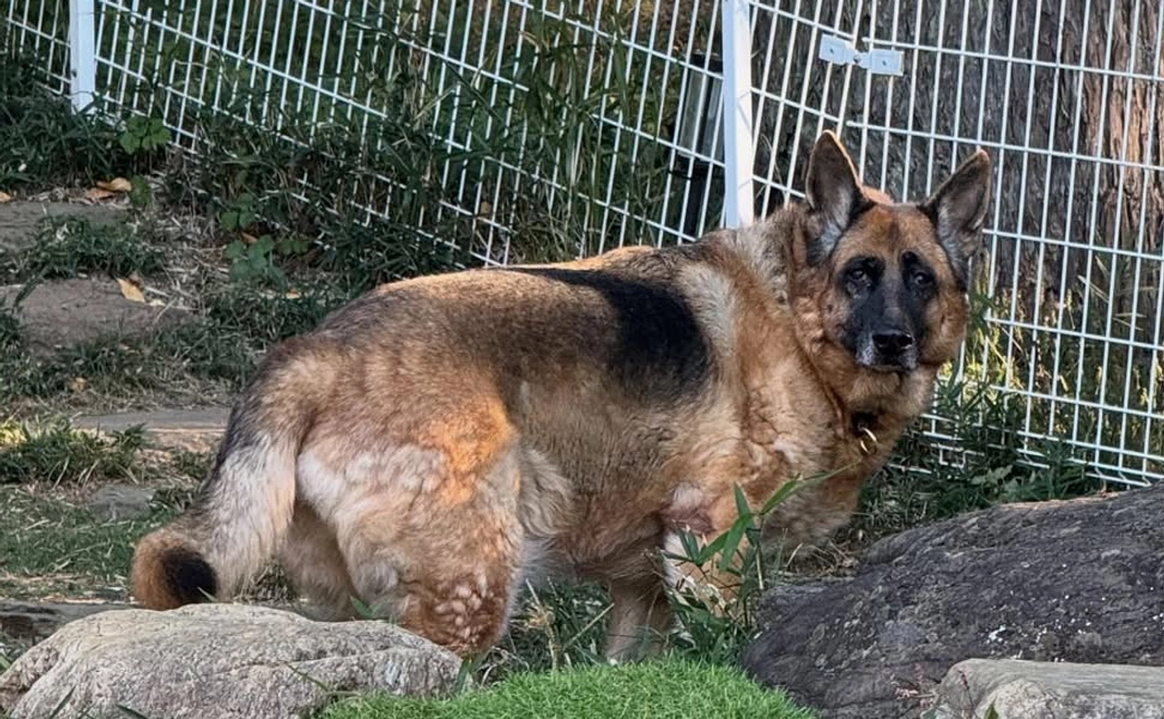 ペットの通信教育資格取得講座（犬の食育関係１種）無料受講　他