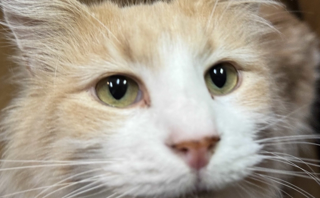 ペットの通信教育資格取得講座（犬猫の食育関係２種）無料受講　他