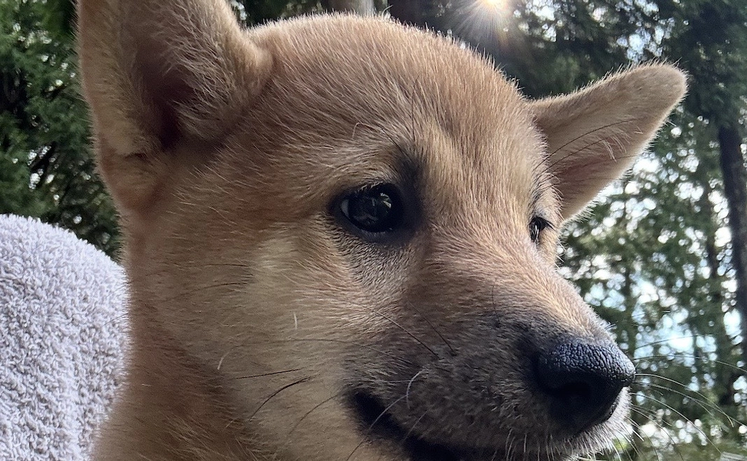 ペットの通信教育資格取得講座（犬猫関連３種）無料受講　他