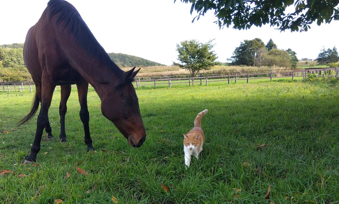 【ノーザンレイクの仲間たち】キリシマノホシ編