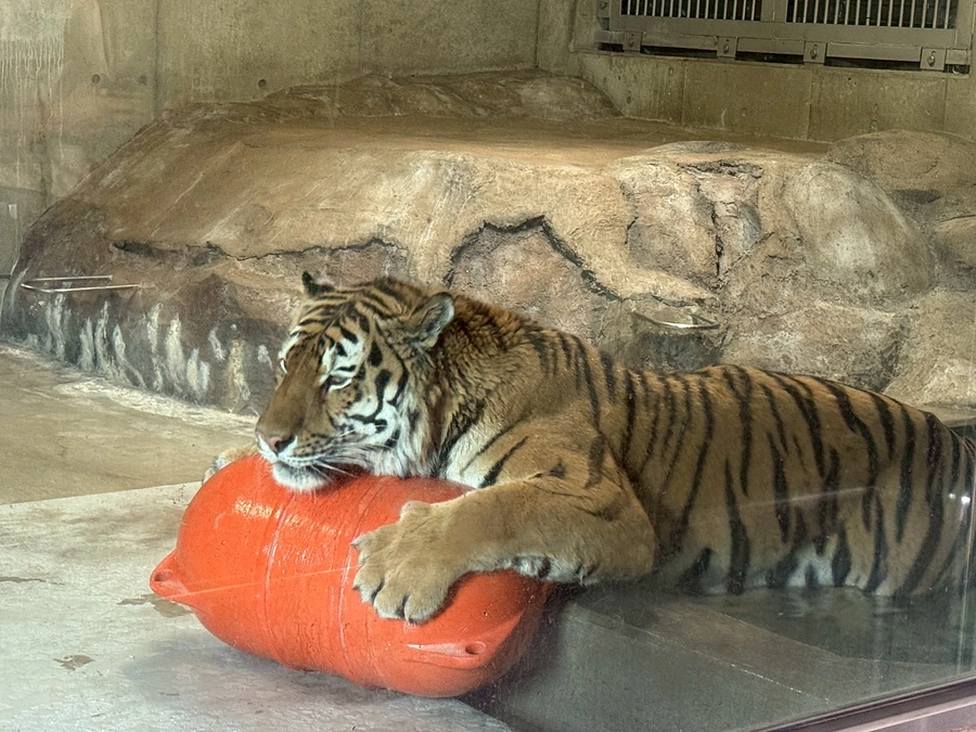 クラファンの応援コメントをいただきました【五月山動物園さまより】