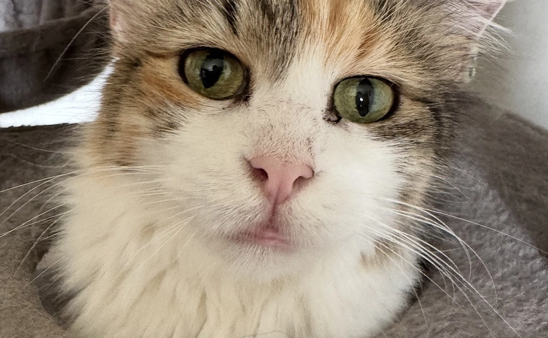 ペットの通信教育資格取得講座（犬猫関連５種）無料受講　他