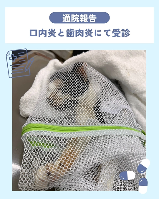 本当に多い口内炎症…毎日、数頭の子が病院を受診しています🚨