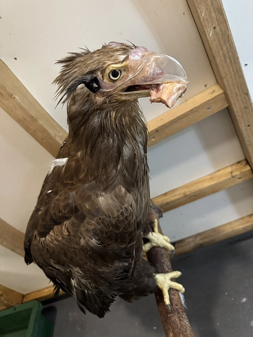 人工のくちばし（義嘴）を使って生活するオジロワシ“ベック”