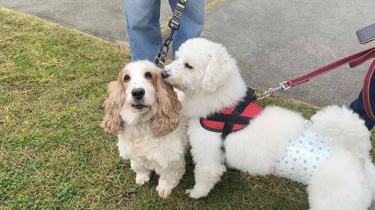 11/23 譲渡会終了いたしました！