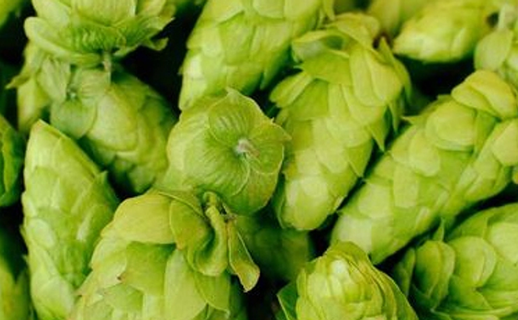 若者応援コース