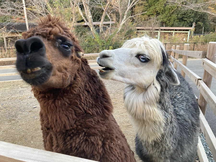 アルパカのご紹介
