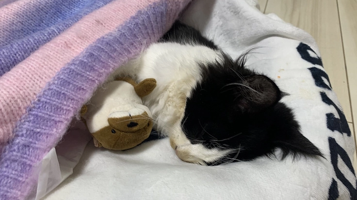 先天性の血管奇形を抱えた8ヶ月の子猫、シルクを助けたい