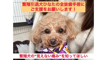 愛犬の全抜歯手術に。繁殖引退犬の"見えない痛み"を知ってください のトップ画像