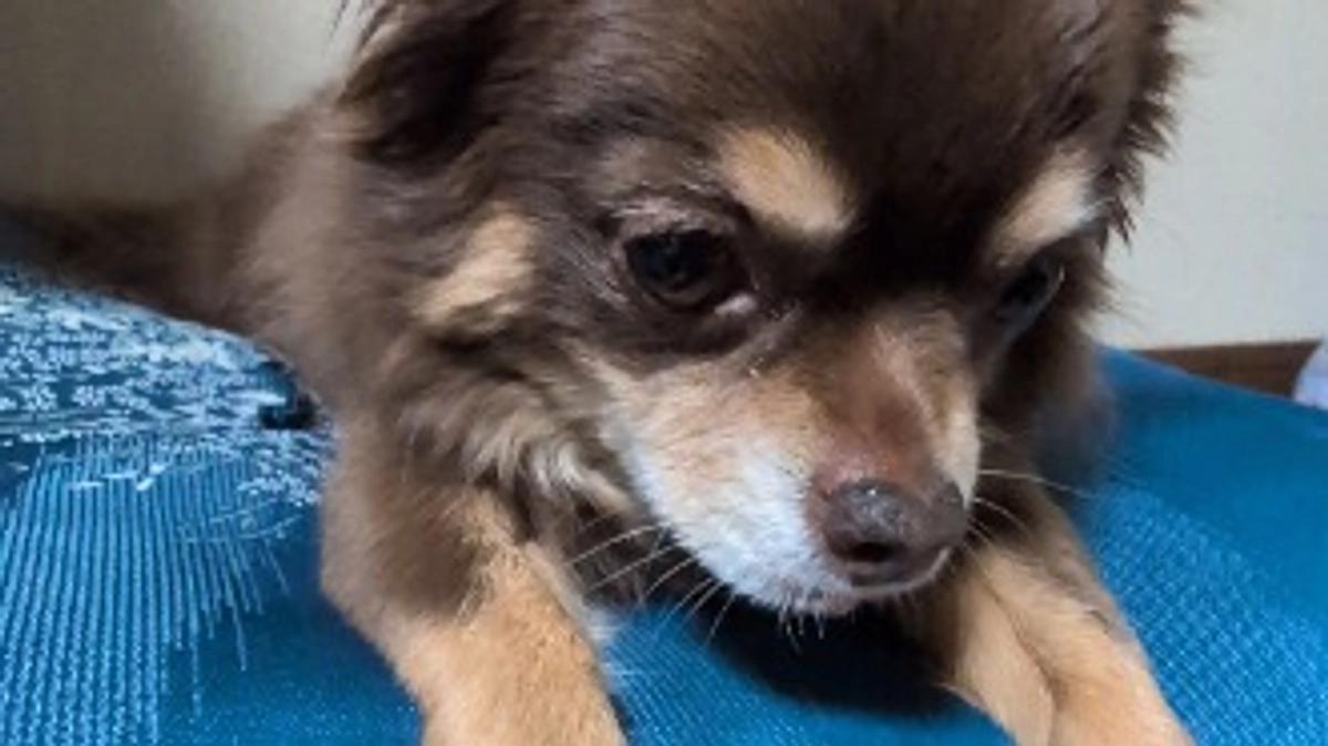 手術まで後9日💦クラウドファンディング期限まで後24日💦