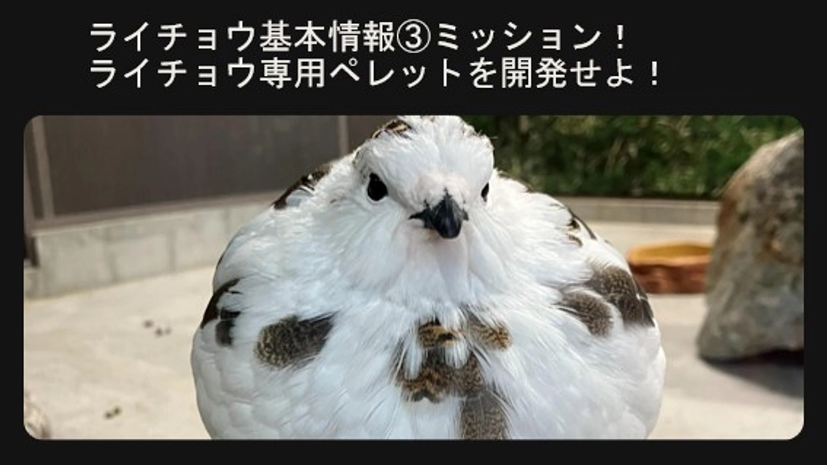 ライチョウ基本情報③ミッション！ライチョウ専用ペレットを開発せよ！
