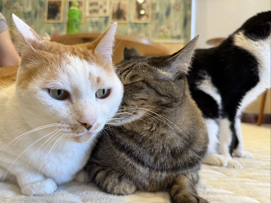 支援コースの追加及び変更のご案内