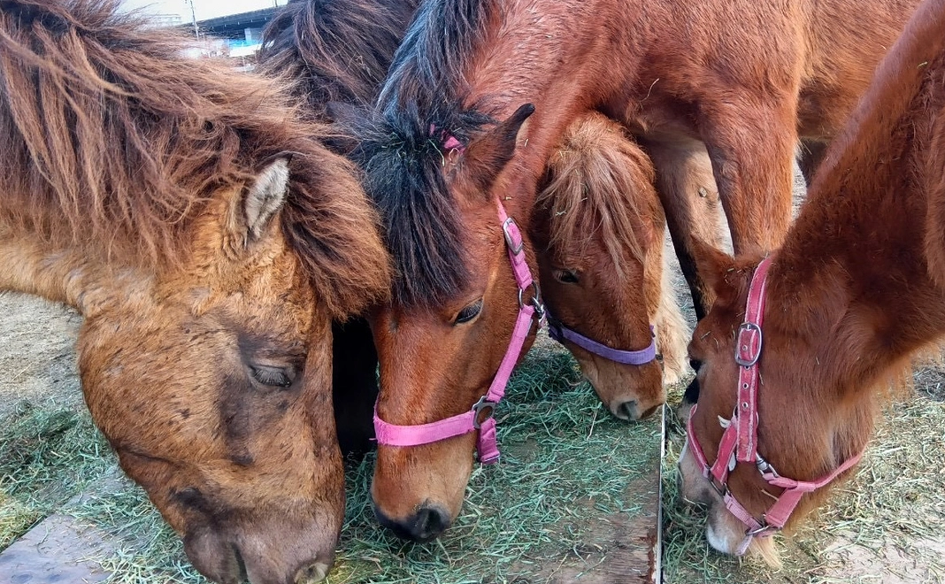 マンスリー1,000円支援
