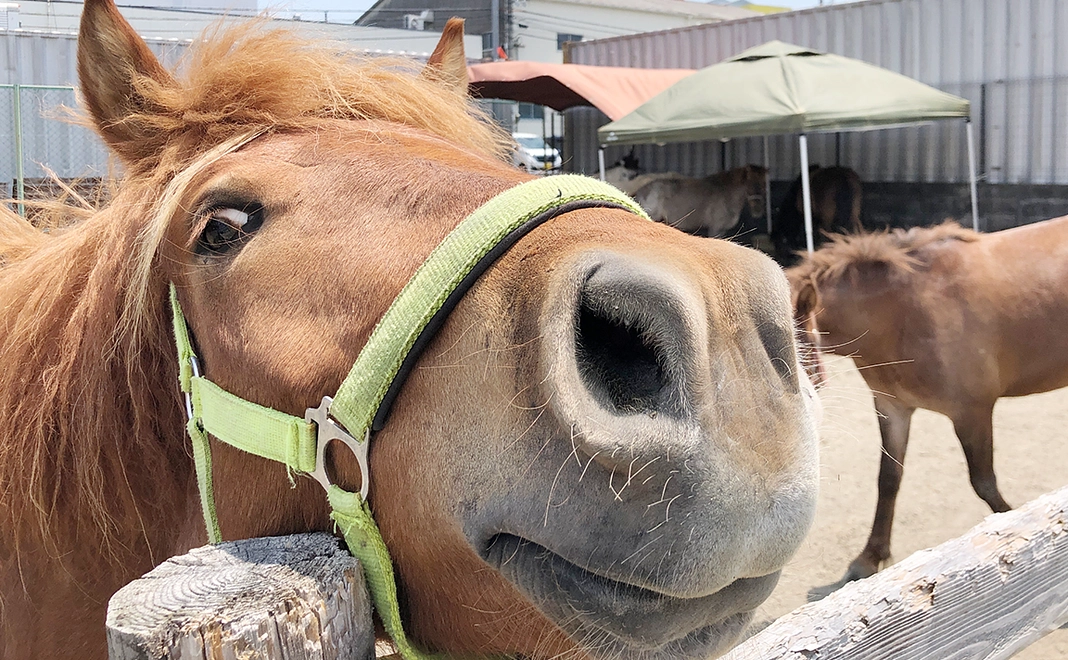 マンスリー5,000円/月