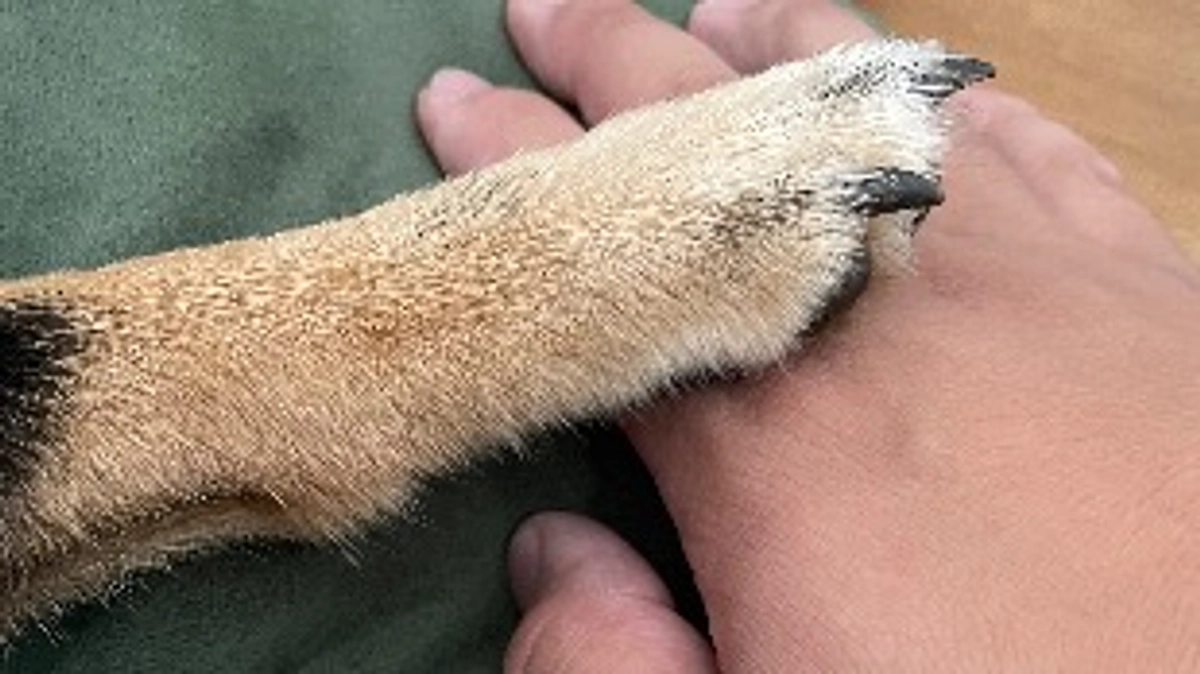 この子達のために…