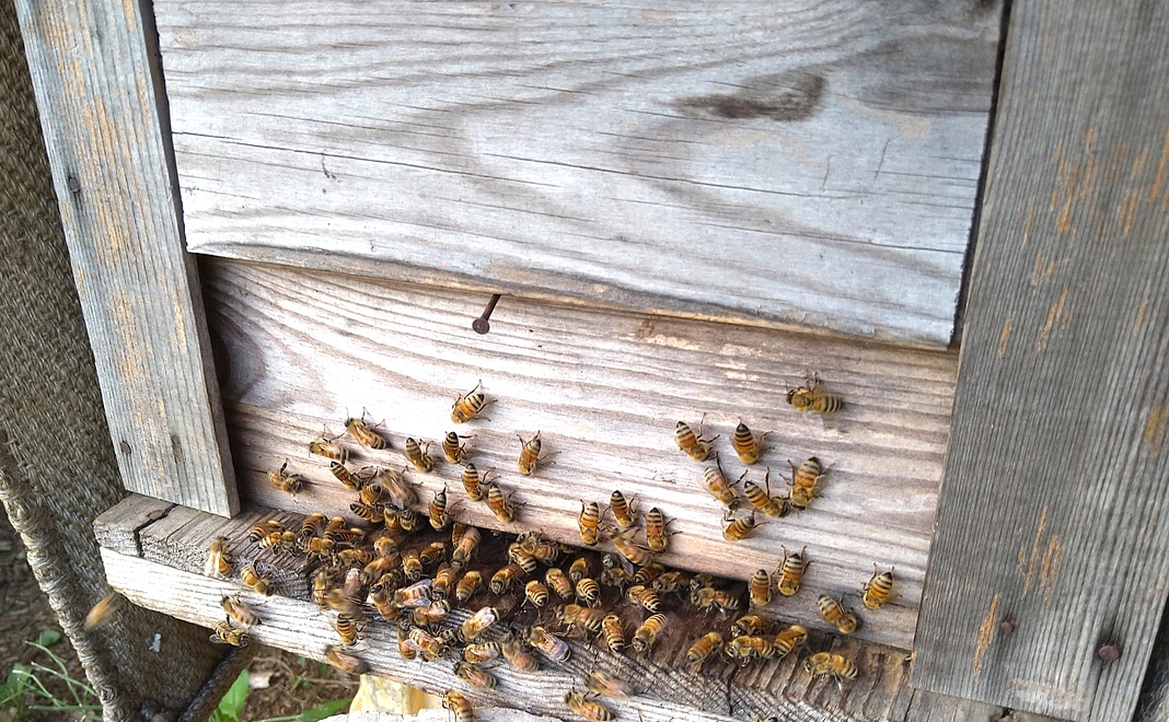 巣箱オーナーコース