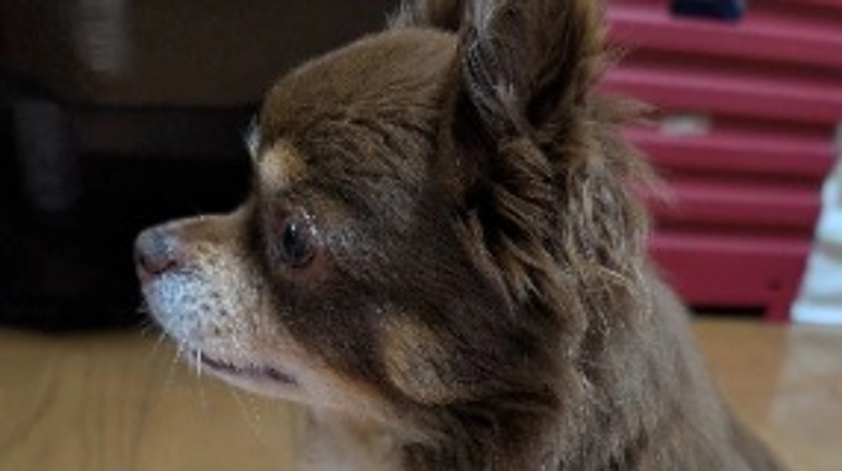 まろの手術まで後8日❢