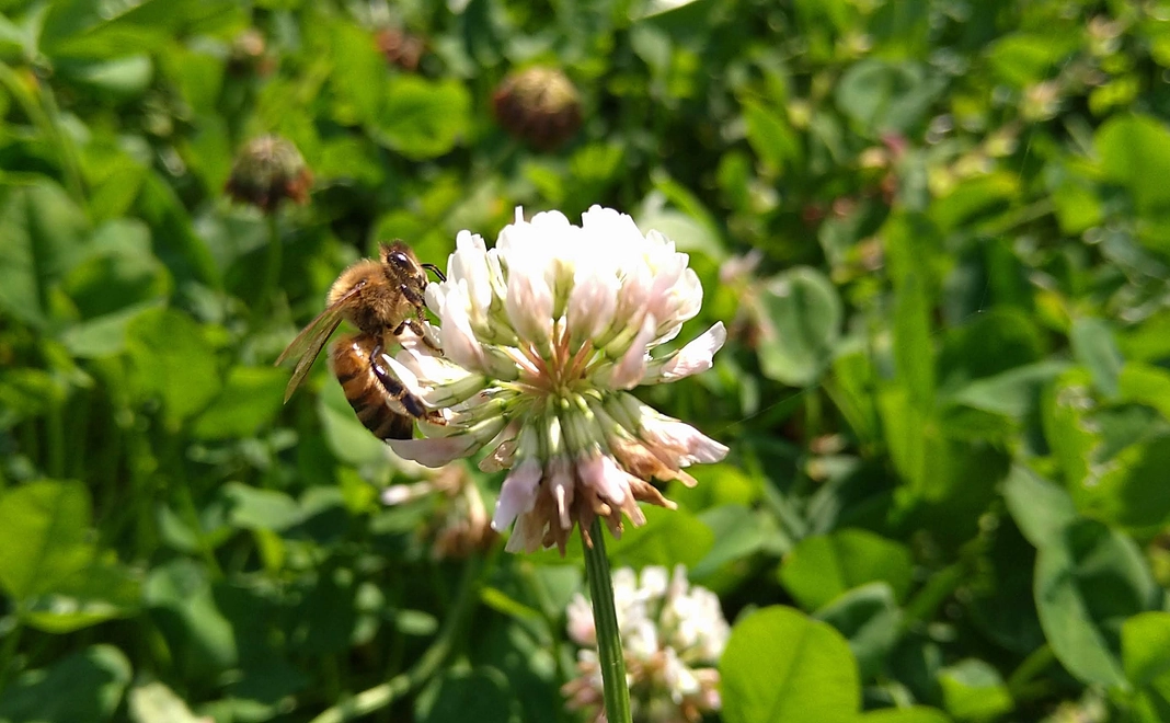 ミツバチ応援コース