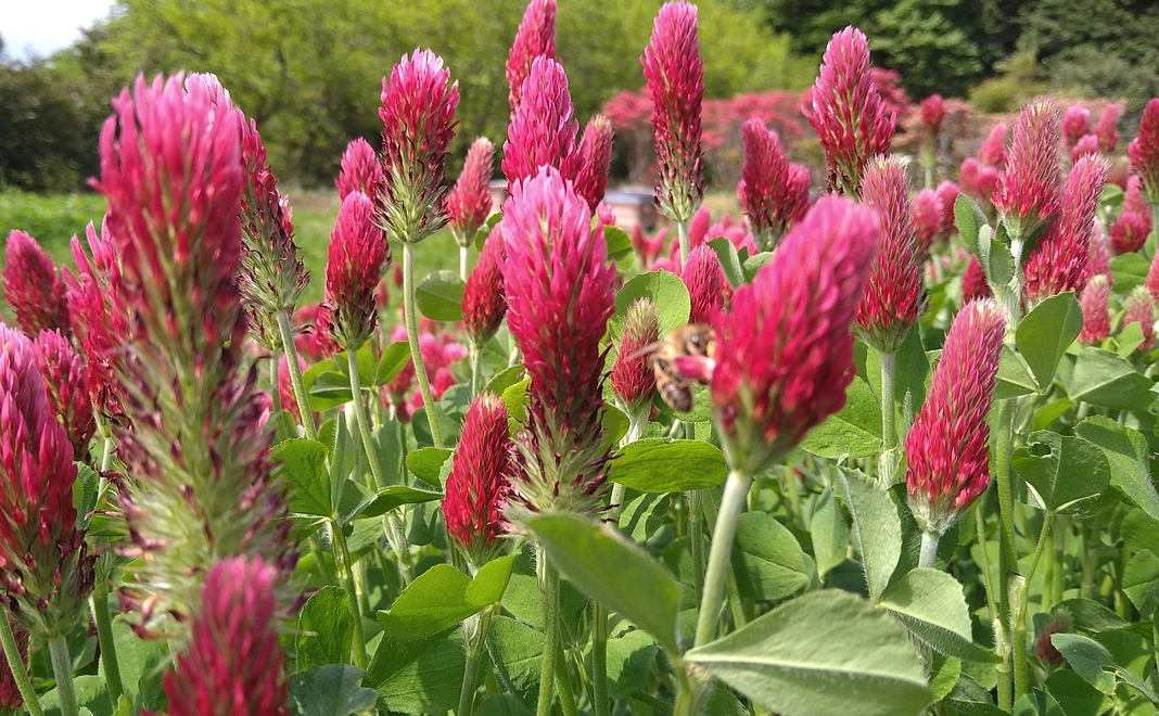 花咲く種まきコース