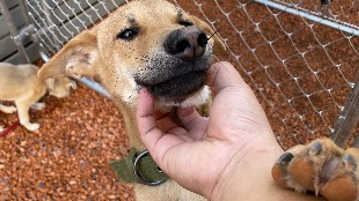 保護した子達のために。