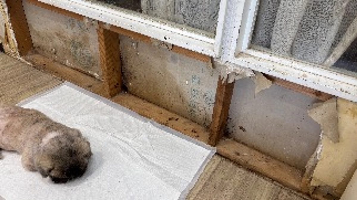 【挑戦への決断】移転を急いだ本当の理由をお伝えします