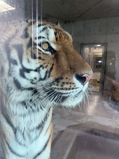 王子動物園にいたころのアムールトラ・ショウヘイ