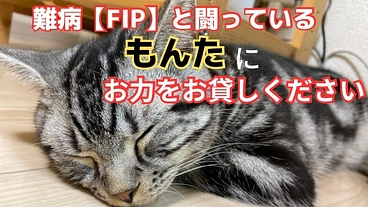 助けて下さい！難病【FIP】と闘っているもんたを救ってください！ のトップ画像