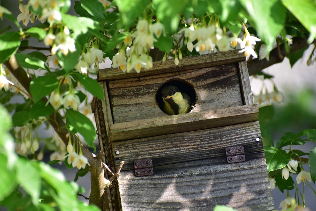 シジュウカラの子育て