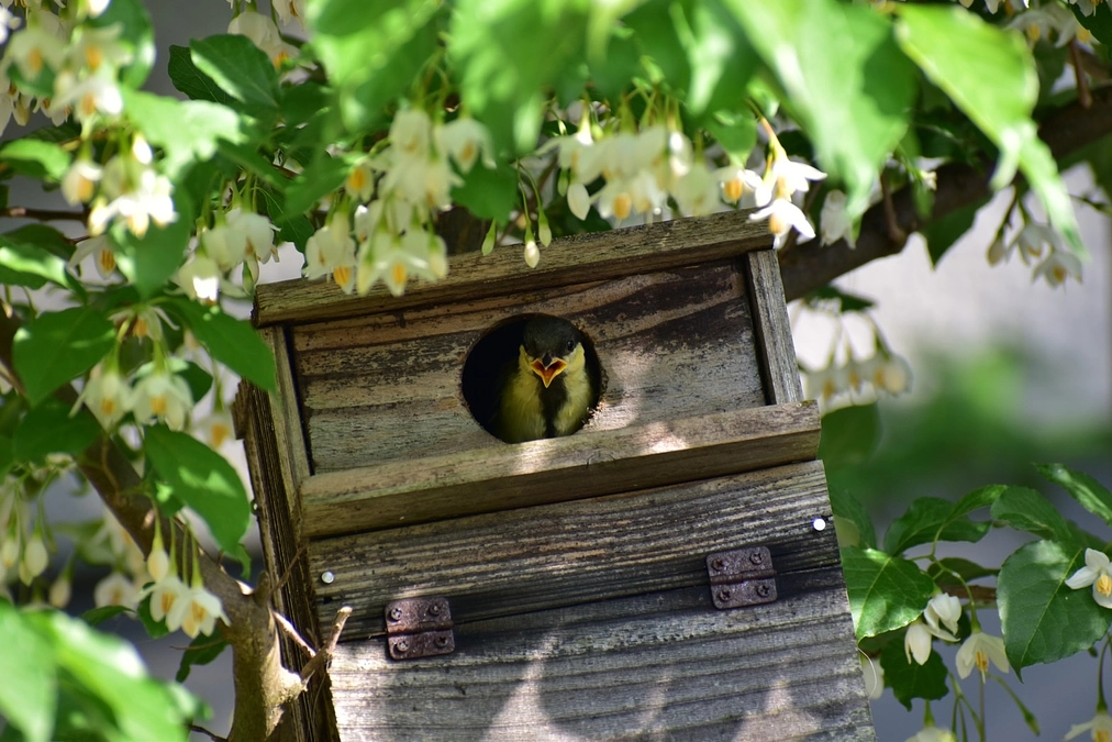 シジュウカラの子育て