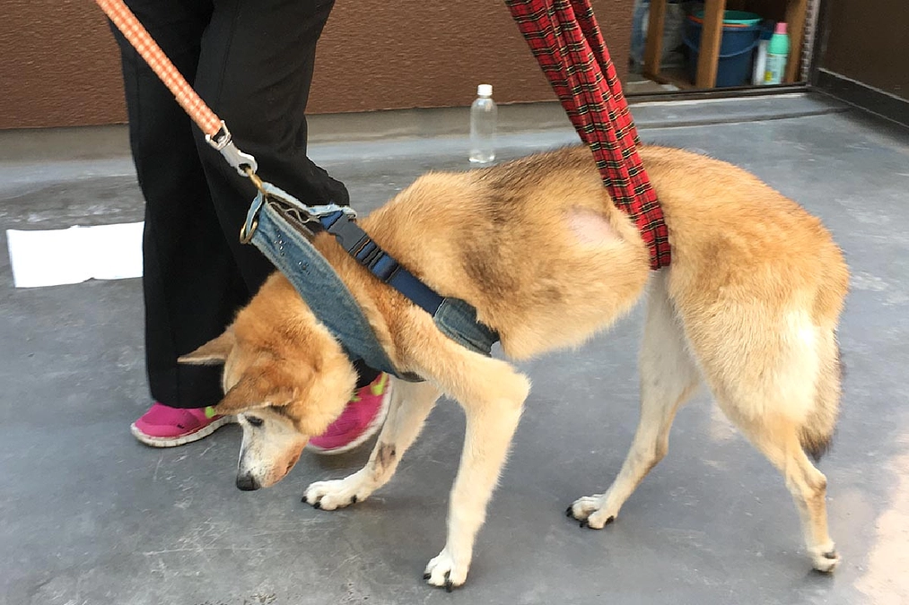 歩行練習をしている高齢犬15歳のチェリーさん