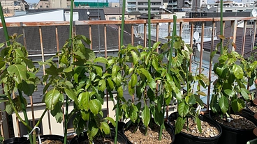 クリーミーで美味しい東京産アボカドを皆様のもとへ のトップ画像