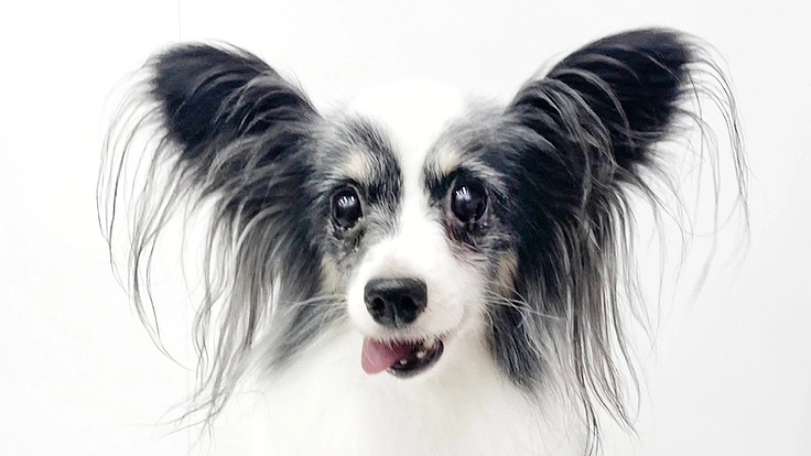 ブリーダーから保護したパピヨンちゃんの乳腺腫瘍手術費用を集めたい！