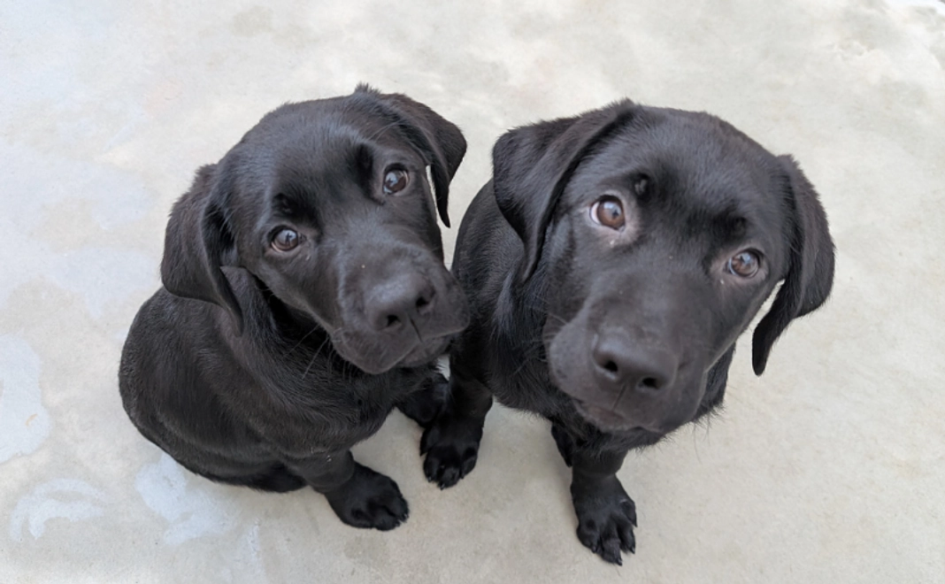 候補犬パピートレーニング参加体験【税制優遇対象外】(1グループ10名までご参加いただけます)