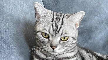 猫伝染性腹膜炎(FIP)を発症した🐱銀時♂を助けてください。 のトップ画像