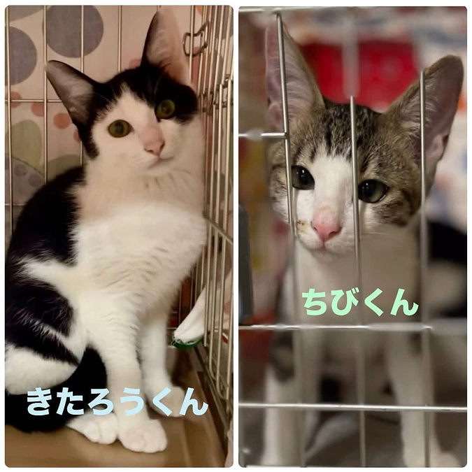 今週末３０日(日)二つの譲渡会に参加させて頂きまーす❣️